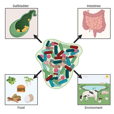 Salmonella Biofilm Formation, Chronic Infection, and Immunity Within the Intestine and Hepatobiliary Tract